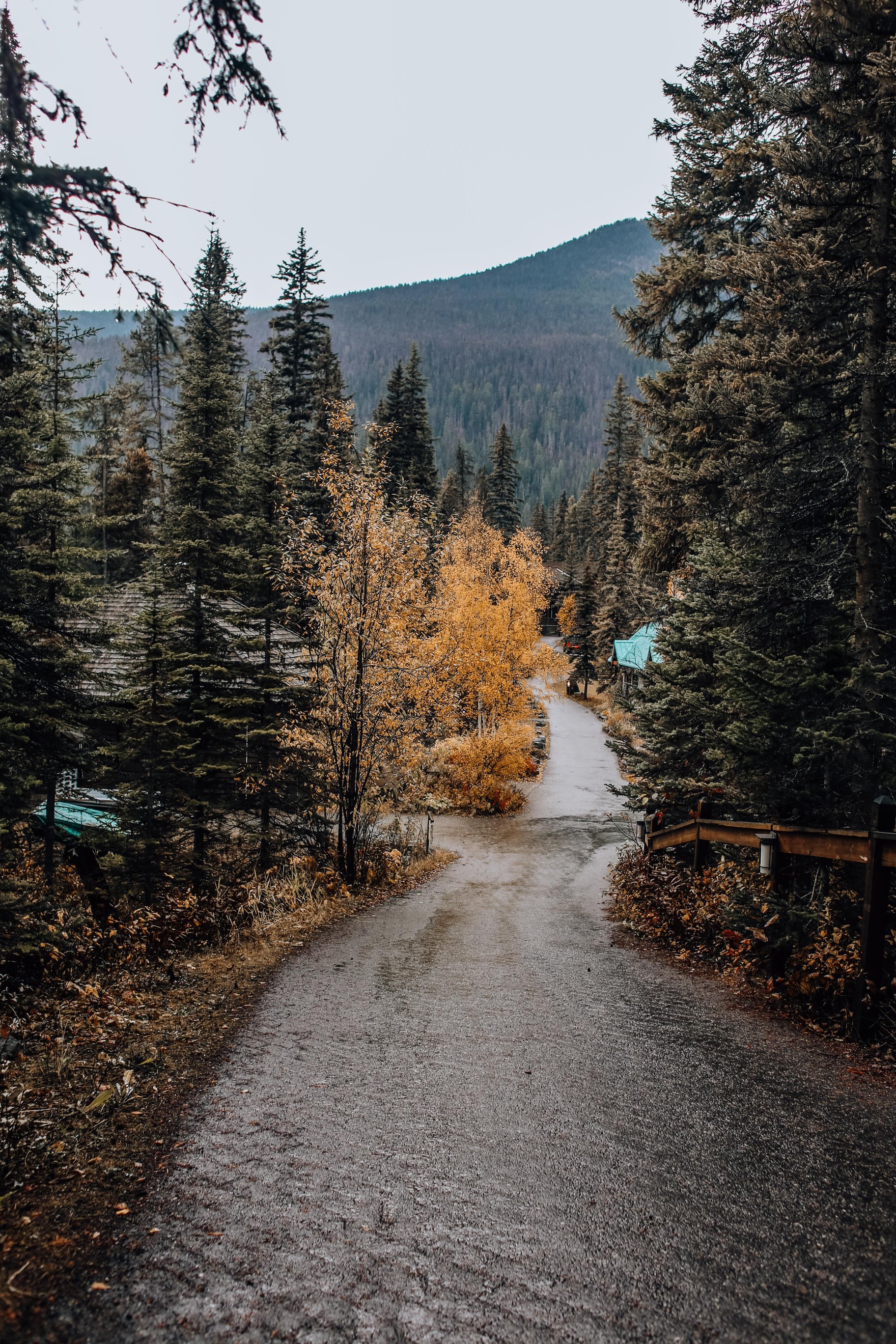 Road Among Trees in Autumn