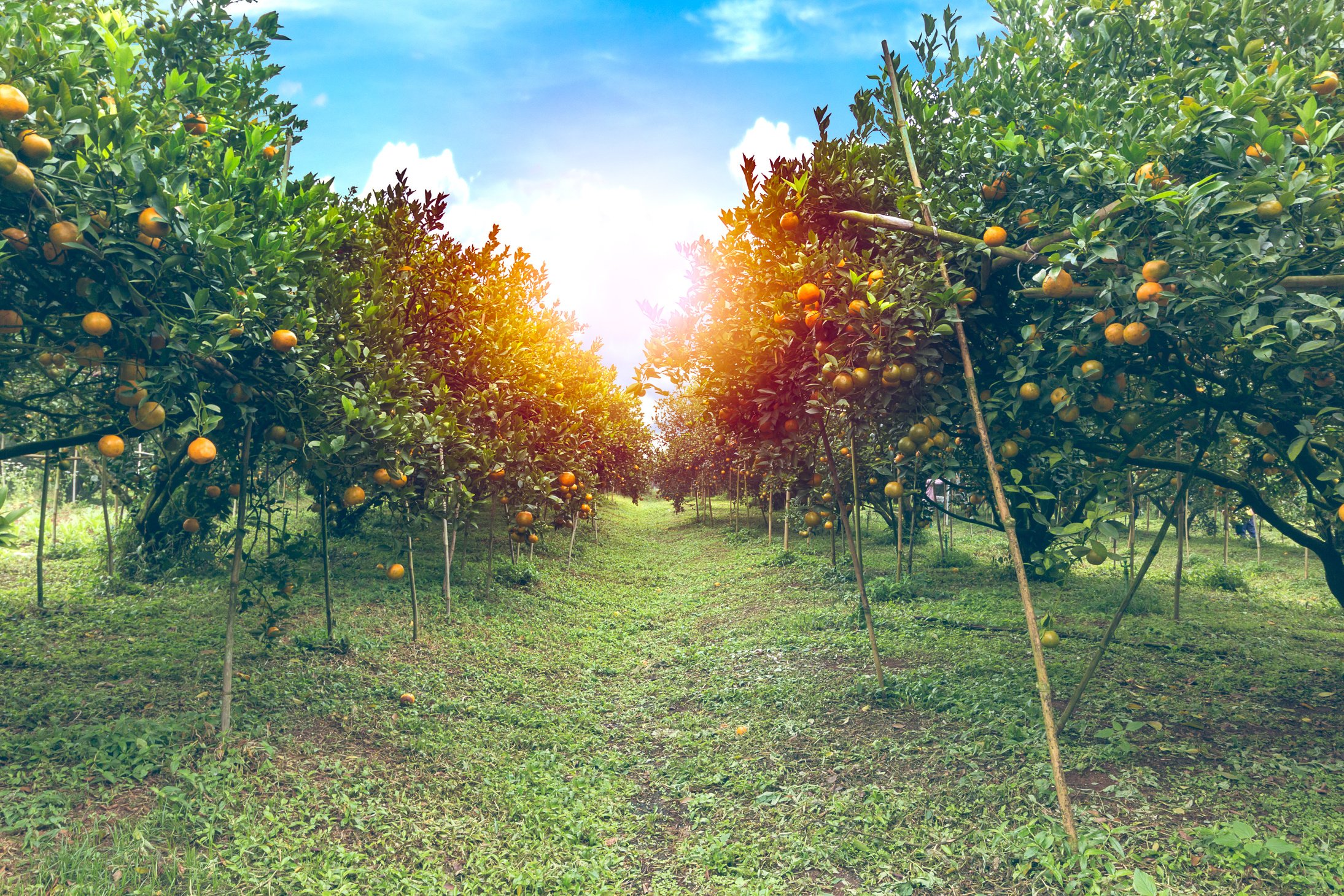 Orange orchard